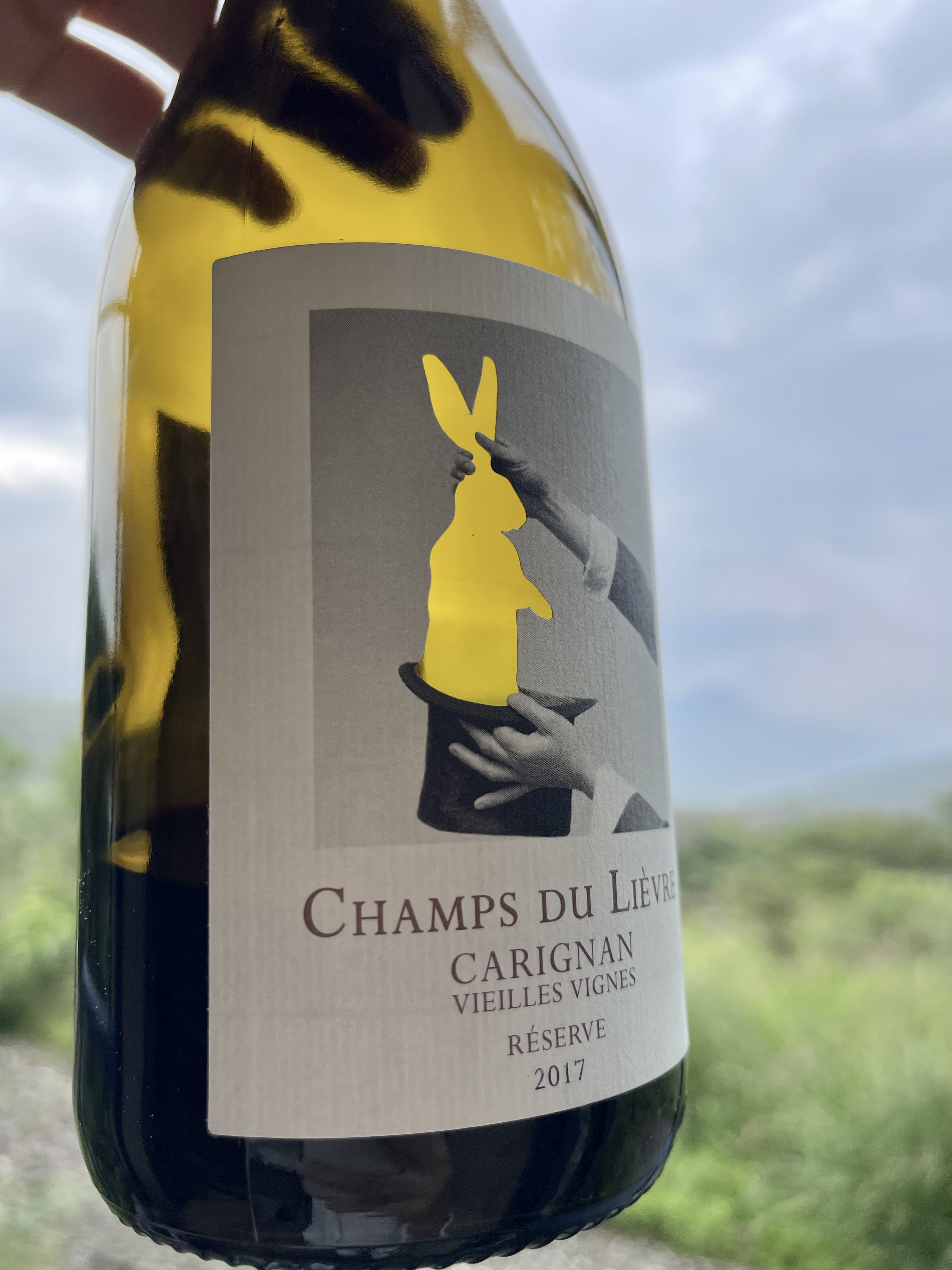 Carignan grapes on the vine