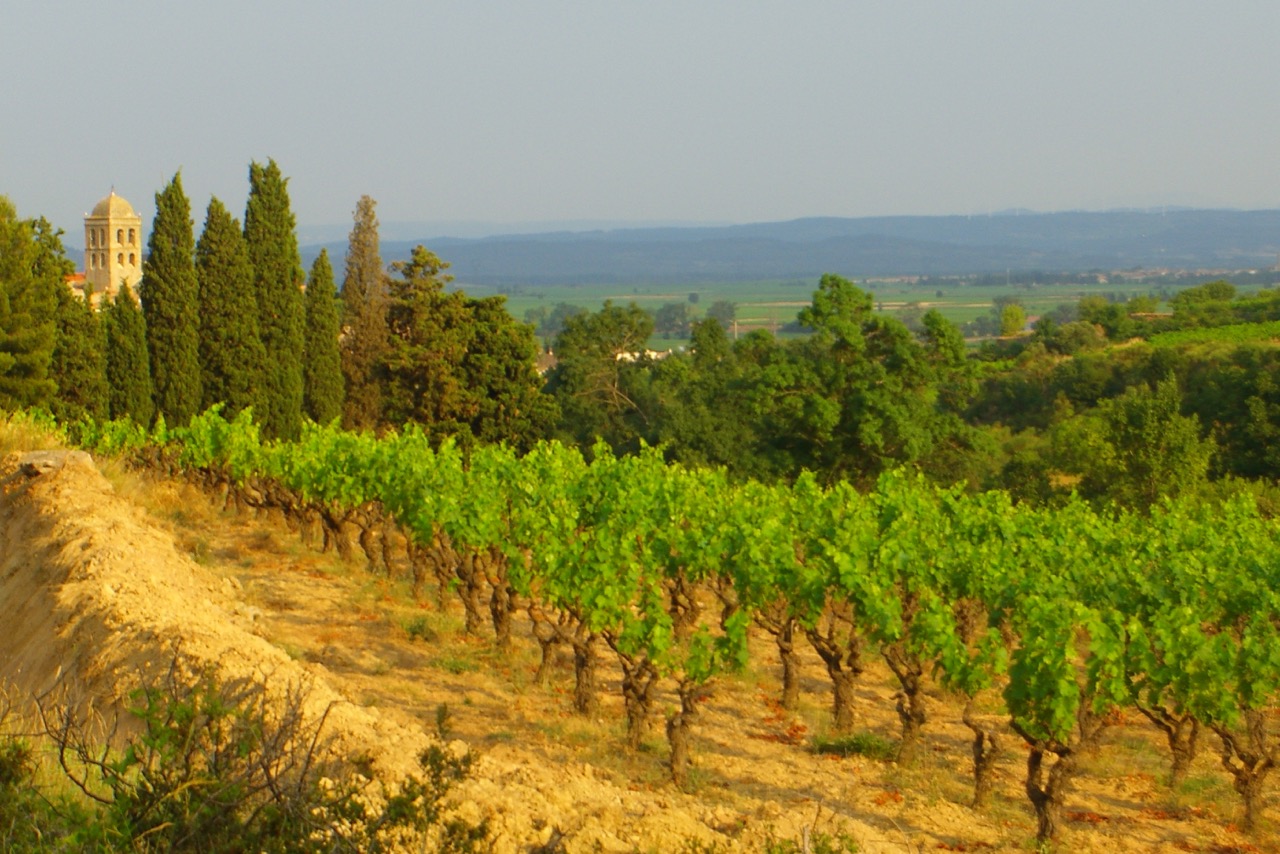 Cinsault vines with the church steeple