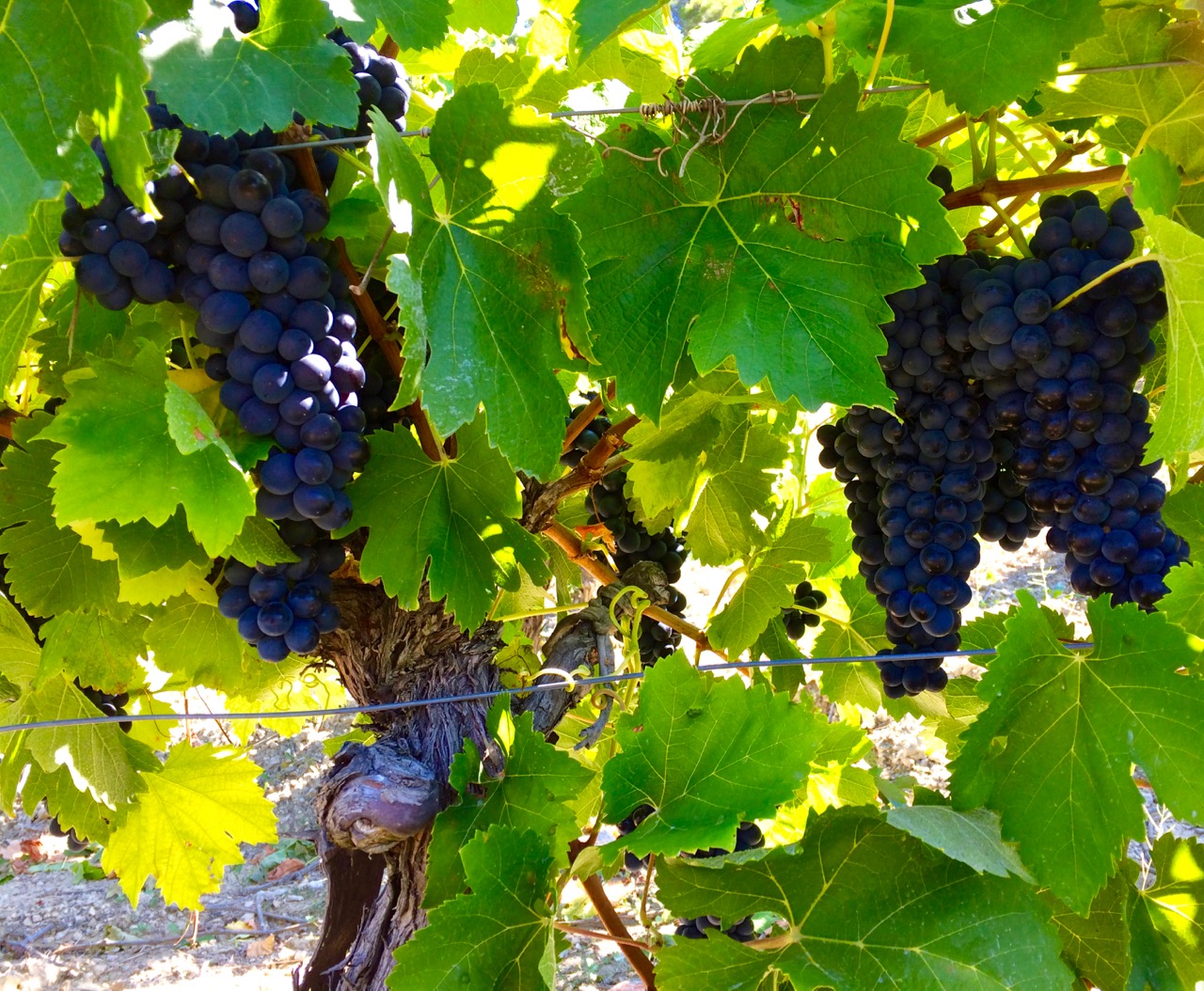 Grapes on the vine