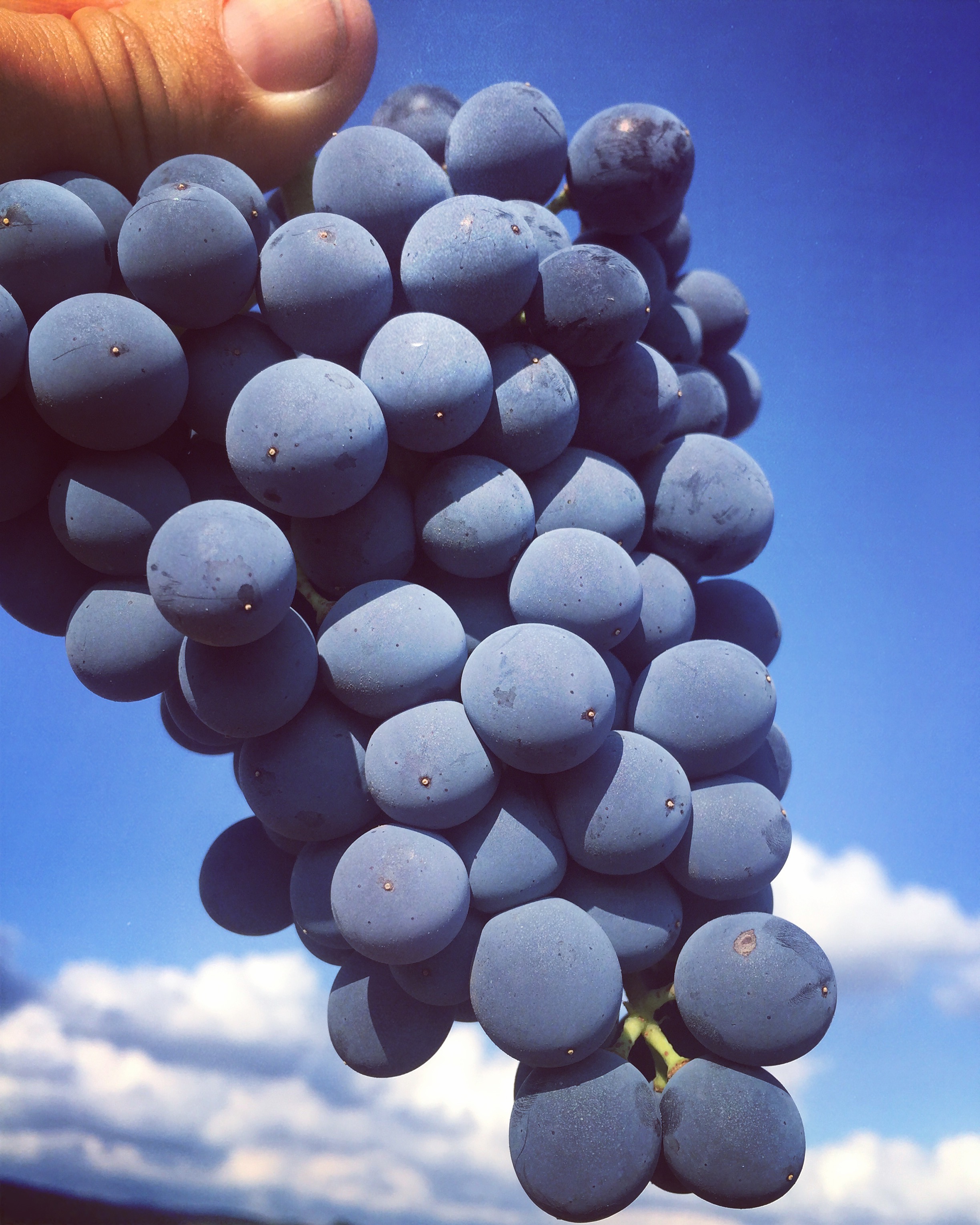Grenache Noir grapes