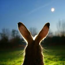 Hare in the vineyard