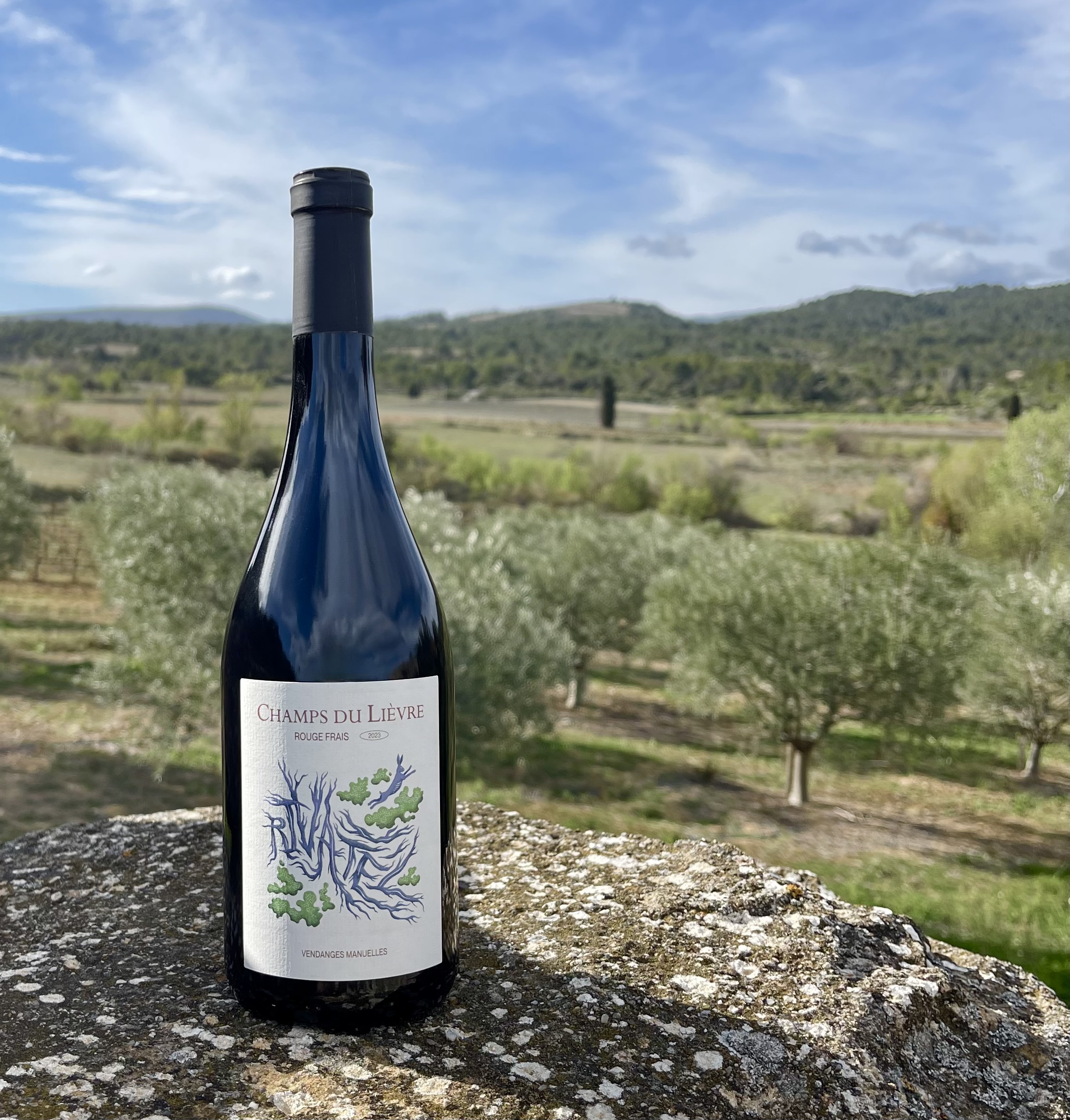 Rivatèl vineyard with olive grove