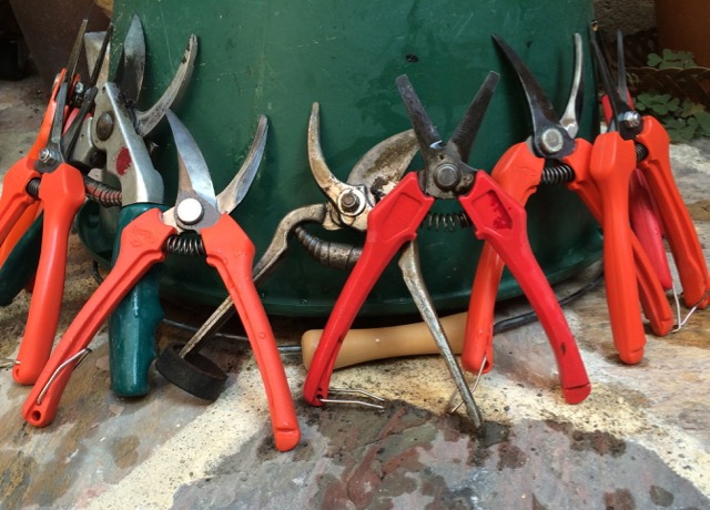 Secateurs for harvesting