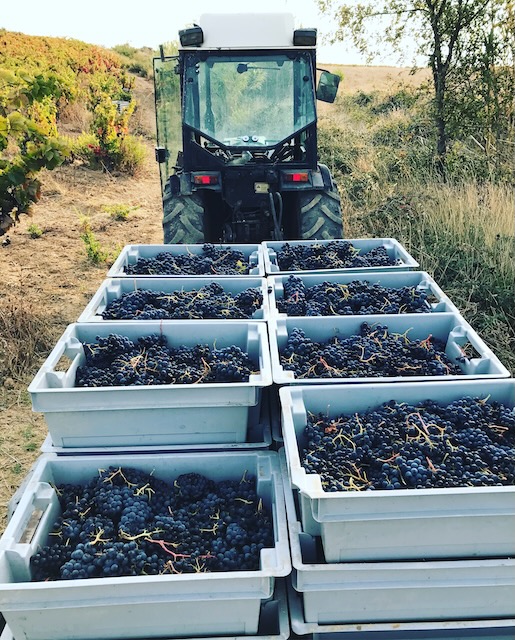 Tractor in Carignan vineyard