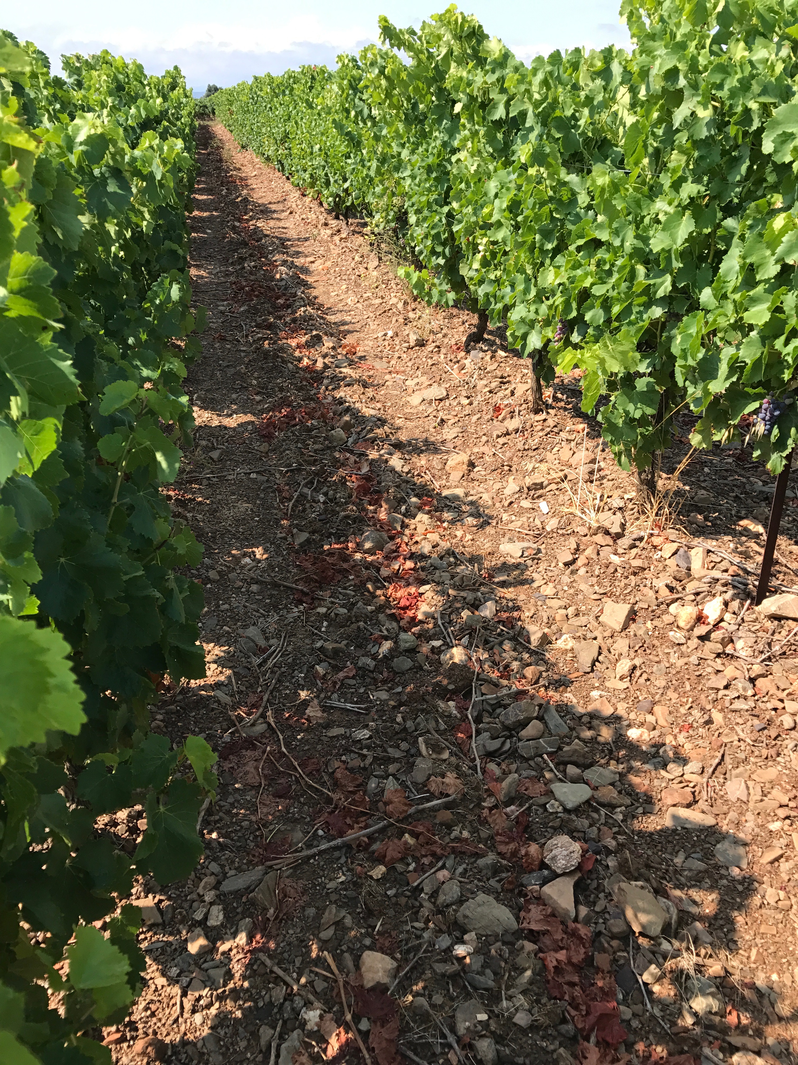 Vines in the vineyard