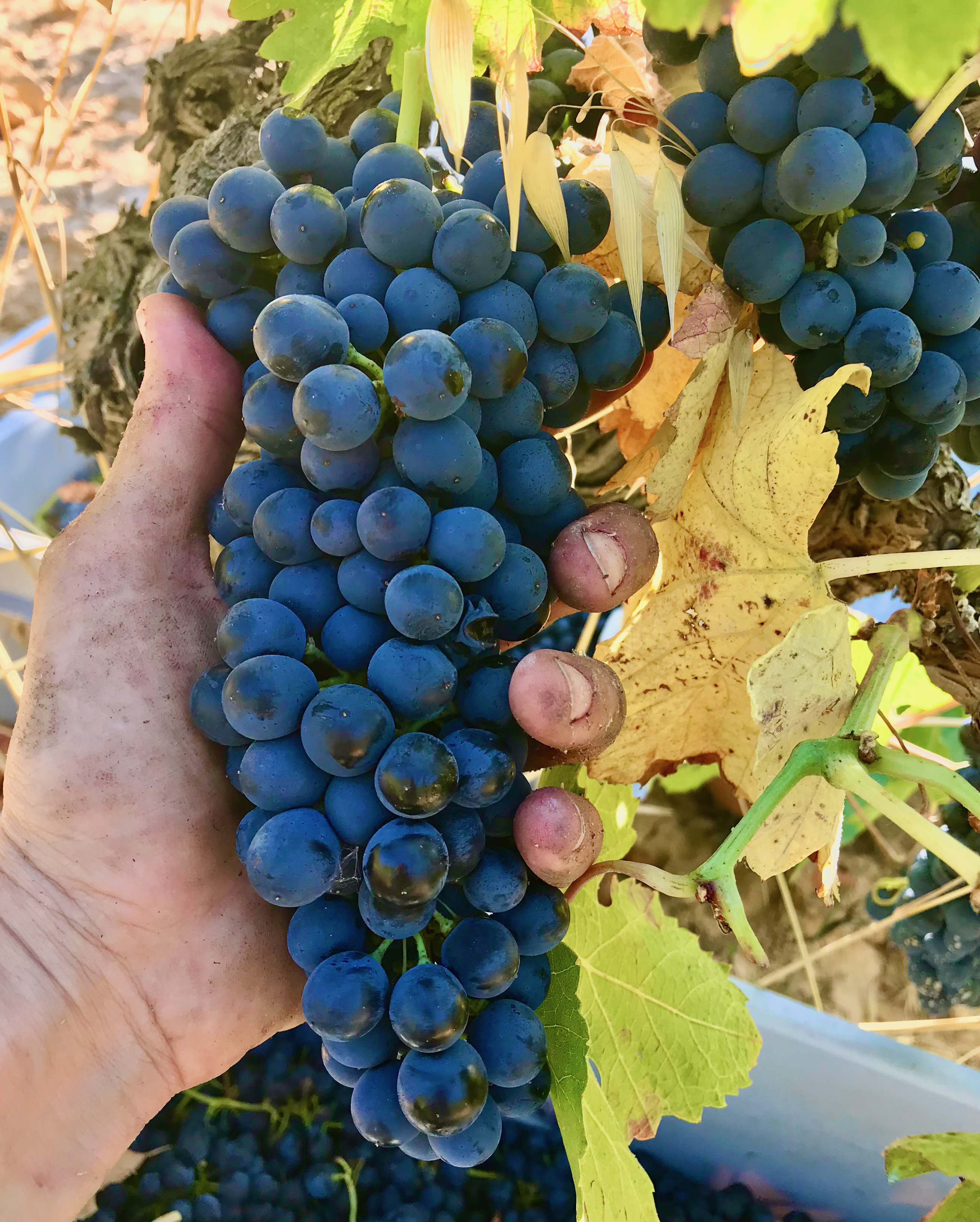 Grenache Noir grapes on the vine